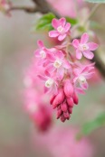 Ribes sanguineum 'Atrorubens'