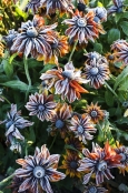 rudbeckia