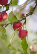 Autumn Crab Apples