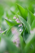 Convallaria majalis var. rosea