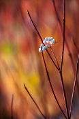 Berries of Cornus sericea 'Cardinal'