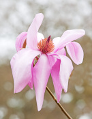 Magnolia sargentiana 'Blood Moon'