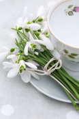 Snowdrops at teatime