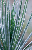 Foliage of Asphodeline lutea with Raindrops