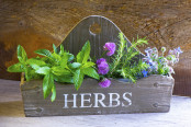 Mint, Chives, Rosemary and Borage