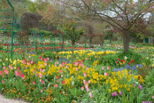 Springtime in Claude Monet's garden