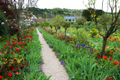 Springtime in Claude Monet's garden