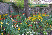 Springtime in Claude Monet's garden