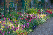 Springtime in Claude Monet's garden