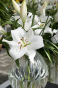  Lilium 'Zambesi' 