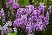 Phalaenopsis Orchids