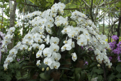 White Phalaenopsis Orchids