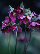 Helleborus hybridum 