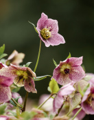 Spotted helleborus