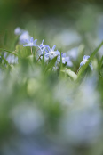 Scilla- glory of the snow.