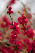 Flowering quince 