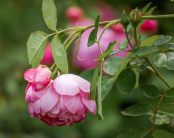 Rosa Royal Jubilee 