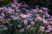 Japanese anemone 