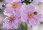Japanese Anemone 