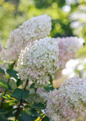 Hydrangea Paniculata Phantom