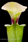 Sarracenia flava (heavy veined), pitcher plant