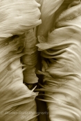 Homage to Edward Weston 