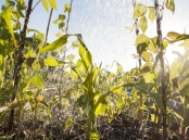 Watering allotment