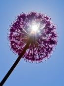 Sunrays through Allium Purple Sensation