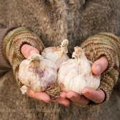 Woman holding garlic bulbs