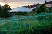 Allotments, Stroud