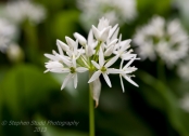 Ramsons (Wild Garlic)