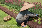 Head gardener weeding