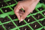 Woman planting pumpkin seeds