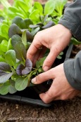 Seedlings at allotment