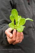 Woman holding lettuce seedling