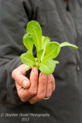 Woman holding lettuce seedling