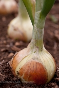 Onions on allotment