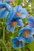 Meconopsis Sheldonii Lingholm - Himalayan Blue Poppy