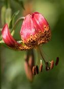 Lilium Martagon