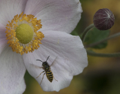 wasp on Japanese anemone