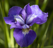 iris sibirica Concord Crush