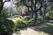 Shade in a Provencal Garden