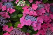 Hydrangea macrophylla pink