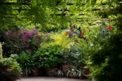 Tropical plants in pots