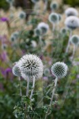 Frost and thistles