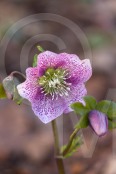 Hellebore 