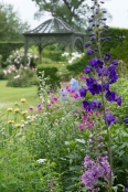 Delphinium in the border