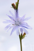 Cichorium intybus