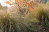 Acer and chionochloa