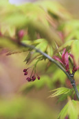 Acer palmatum 'Ibu Nishiki'